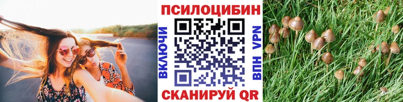 купить  цена  Будённовск  Псилоцибиновые грибы Magic Shrooms 